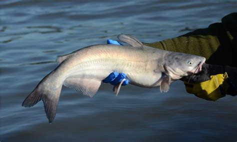 Giant Mississippi River Catfish Shatters Previous Record Catch - A-Z ...