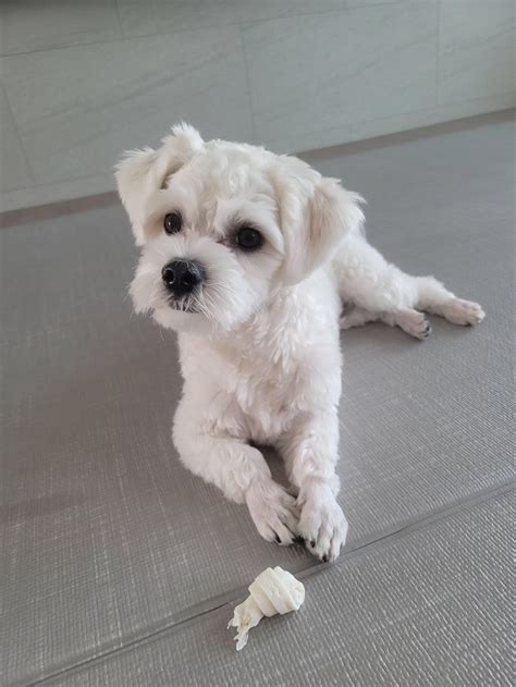 Enhypen Weverse On Twitter Dogs Cute Animals Pets