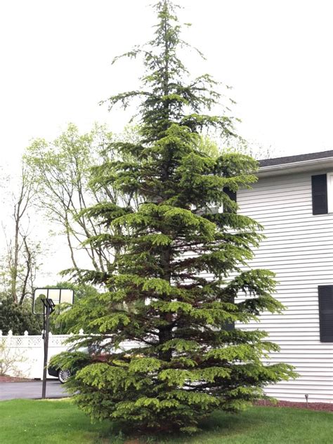 Cedar of Lebanon "1 Gallon" - Trees of Joy