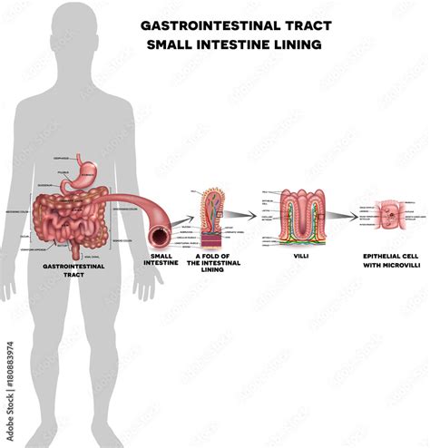 Vettoriale Stock Small Intestine Lining Anatomy A Fold Of The