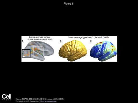 Surface Based And Probabilistic Atlases Of Primate Cerebral Cortex