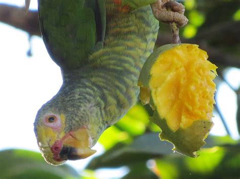 Papagaio Pode Comer Uva - 10