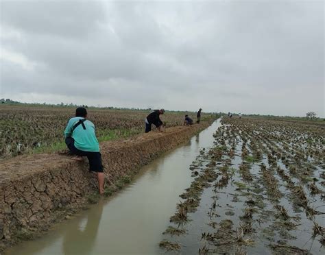 Banjarmasin Upayakan Peningkatan Produksi Beras Dari Lahan Yang Ada