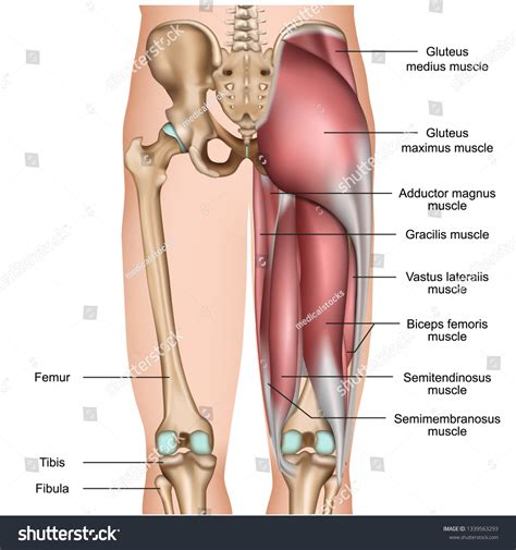 Leg Back Muscles 3d Medical Vector Stock Vector (Royalty Free ...