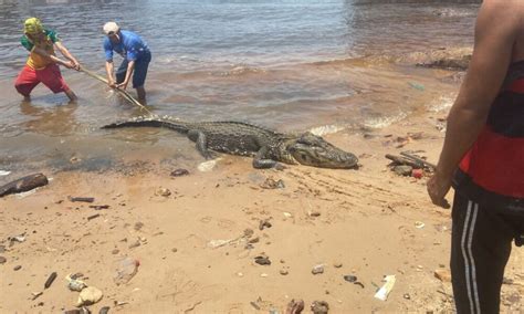 Vídeo Jacaré encalha no Porto da Manaus Moderna devido à seca severa