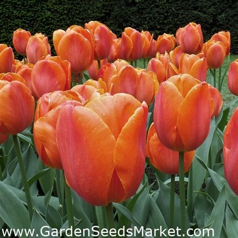 Tulipan Brown Sugar Pakke Med Stk Tulipa Brown Sugar Garden