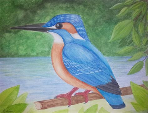 Kingfisher Bird Drawing at GetDrawings | Free download