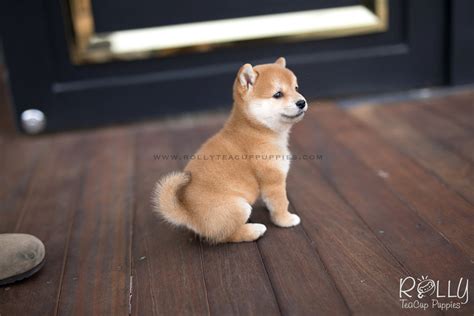 Sold To Saltanat Sakura Shiba Inu F Rolly Teacup Puppies