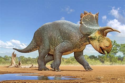 Crittendenceratops krzyzanowskii by Sergey Krasovskiy | Dinosaur