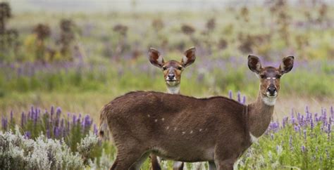 The Bale Mountains, Ethiopia - Journeys by Design