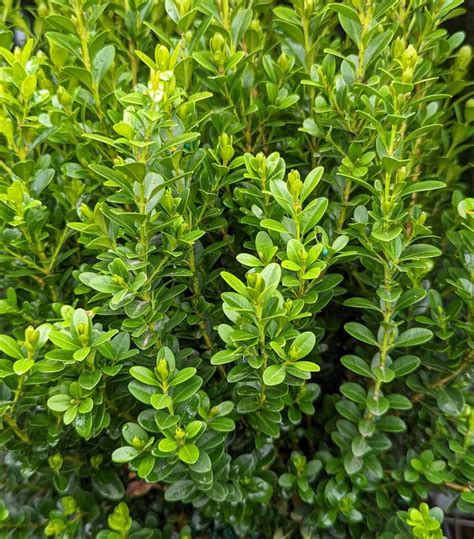 Buxus Microphylla Var Japonica Baby Gem Baby Gem Boxwood From