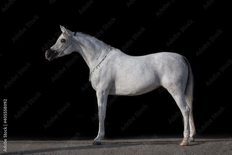 Body portrait of a beautiful white arabian horse on black background isolated, profile side view ...