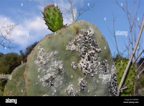 Chocneal Scale On Prickly Pear Cactus The Plant Comprises Succulent