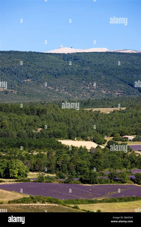 France, Vaucluse, Sault, lavender fields Stock Photo - Alamy