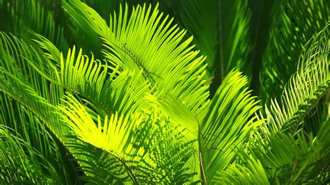 Palm Leaves Wallpaper (37+ images)