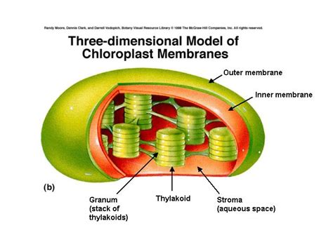 Chloroplast - Plant Cells - Organelles