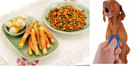 how to train a dog that is not food motivated