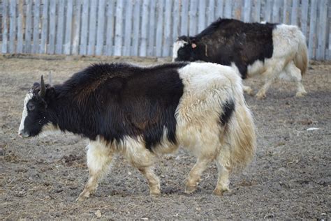 Springridge Ranch Grass-Fed Yak-Cross Beef: New Yak Cows at Springridge ...