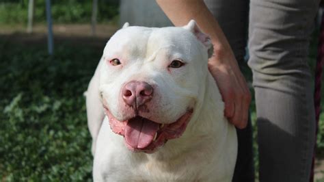 Adopted Pet Of The Day Dude Abc7 Los Angeles