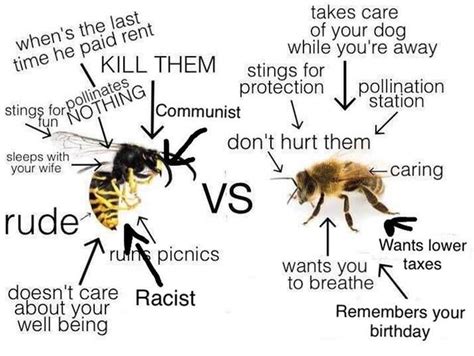 identifying bees vs. yellowjackets (bugs forum at permies) | Bee, Bee ...