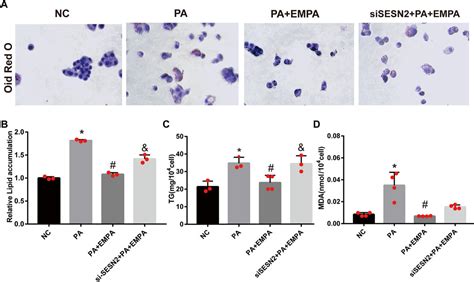 Frontiers Empagliflozin Activates Sestrin2 Mediated Ampkmtor Pathway