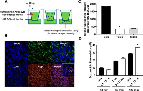 E Doxorubicin Conjugate Bloodbrain Barrier Bbb Permeability