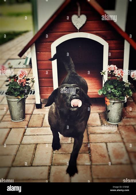 Black dog with name Black Stock Photo - Alamy