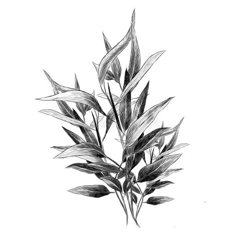 Eucalyptus Leaves Sketch Vector Graphics Stock Vector - Illustration of ...