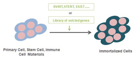 Cell Immortalization Service Creative Bioarray