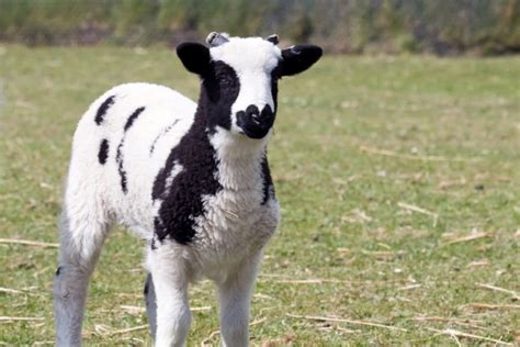 40 Rare Sheep Breeds A To Z List With Pictures Fauna Facts