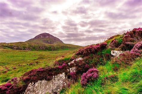 HD wallpaper: red clustered flowers under cloudy sky, ireland, meadow ...