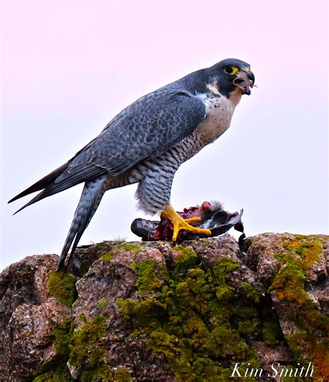 Peregrine Falcon Diet