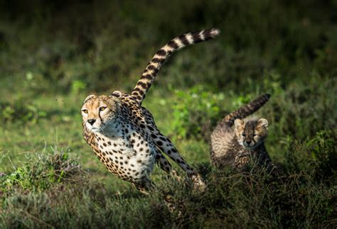 Did India Get Its Math Wrong About How Many Cheetahs Can Fit In Kuno