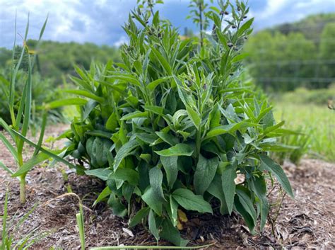 Comfrey Root Cuttings – Perma Pastures Farm