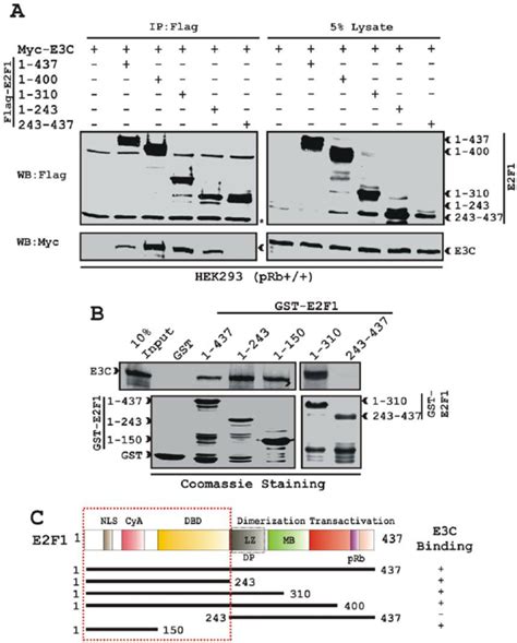 Ebna C Binding Region Is Located At The N Terminal Dna Binding Domain