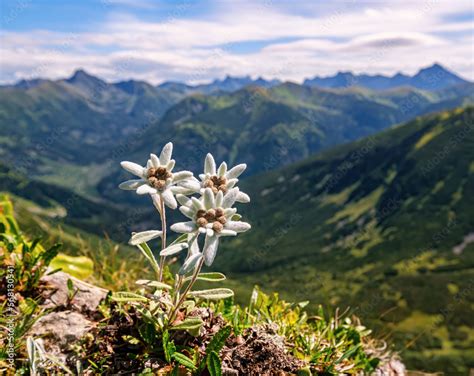 Three Individuals Three Very Rare Edelweiss Mountain Flower Isolated