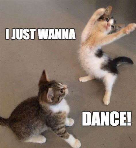 Dancing Cat Meme Image - Jere Robina