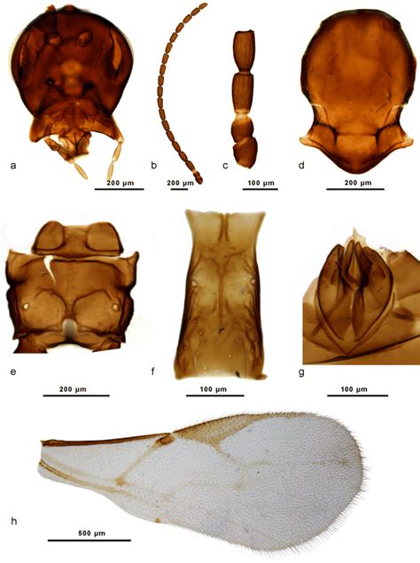 Aphidius Erodii Sp N Male A Head B Antenna C Flagellomeres 1 And Download Scientific