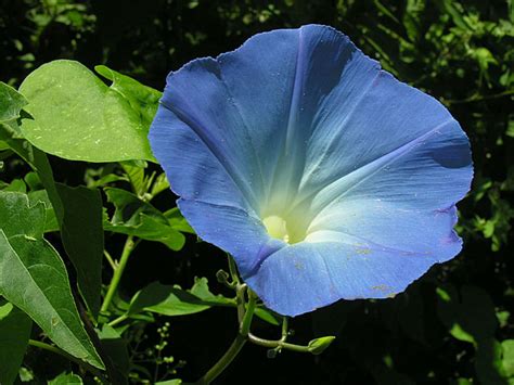 Ipomoea Tricolor Morning Glory World Of Flowering Plants