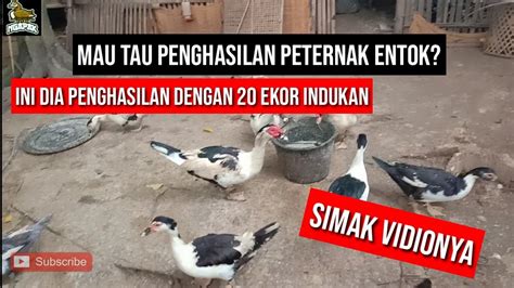 Segini Penghasilan Peternak Entok Dengan Ekor Indukan Entok Ngapak