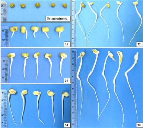 Image of mung bean grains as a function of germination time | Download Scientific Diagram