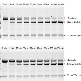 The Structure Of The Catalytic Domain Of Wildtype Tev Protease A