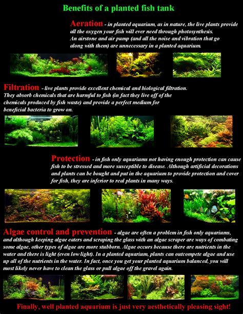 Live Aquarium Plants Different Kinds Amazon Swords Anubias