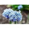 GARTHWAITE NURSERIES 10 Allium Caeruleum Bulbs Azureum Deep