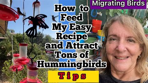 TIPS How To Make Hummingbird Nectar Attracting Birds Hummingbirds On