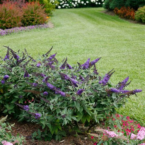 Butterfly Bush | Pugster Blue® | Proven Winners® Shrubs – Proven