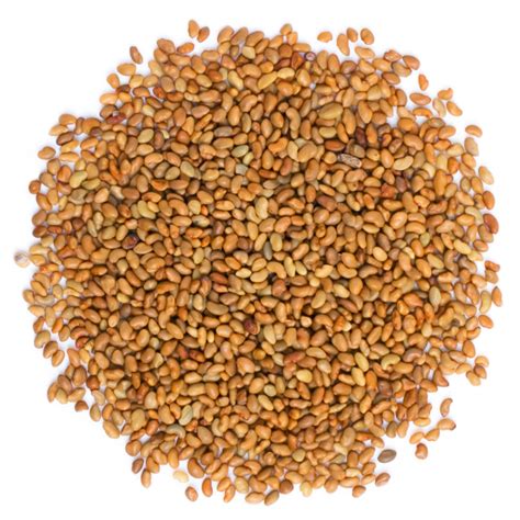 Organic Alfalfa Seeds For Sprouting Buy In Bulk From Food To Live