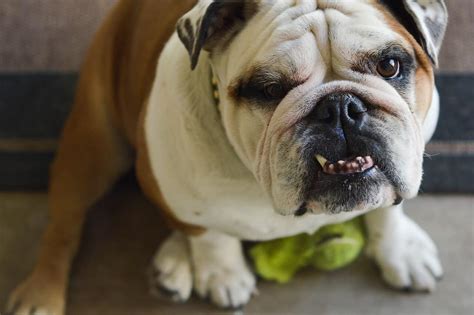how to clean bulldog wrinkles