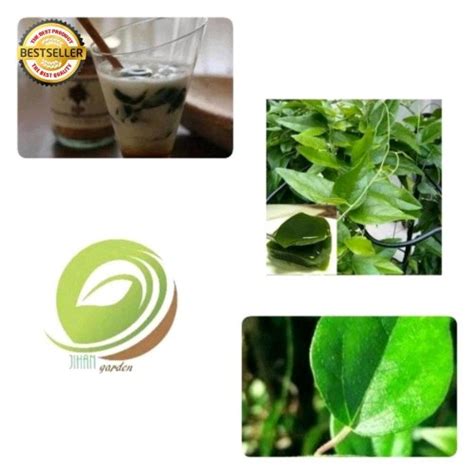 Jual Bibit Tanaman Cincau Jelly Rambat Daun Cingcau Jakarta Barat