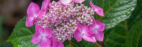 Cornelius Higgins USA Sexy Girl Porn XXX Sex Viral CorneliusHij Twitter